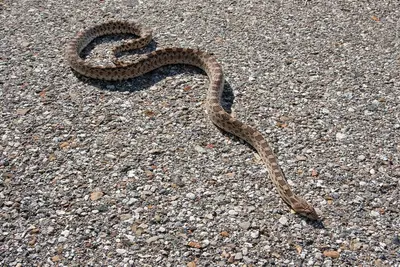Great Basin Gopher Snake (Juvenile) (4527616950)