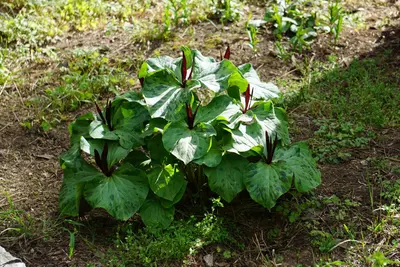 Trillium angustipetalum clump