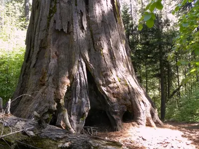 Calaveras Big Trees State Park - South Grove, CA - panoramio (7)