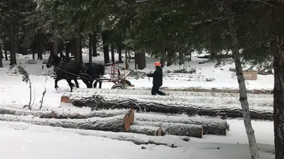 Horse logging in the snow - 40476604912