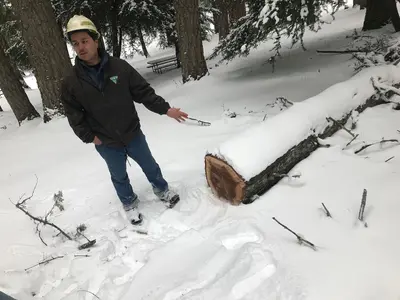 Horse logging in the snow - 39808747214