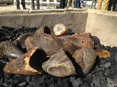 Rhino Horn (29545476865)