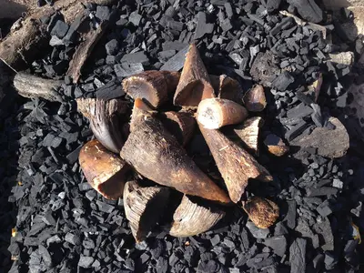 Confiscated Rhino Horn (29436022432)