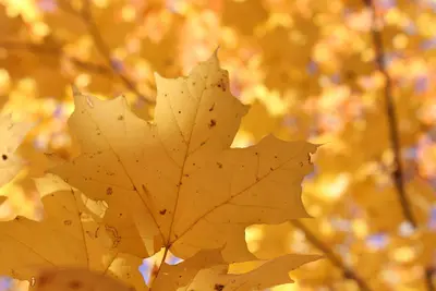 Autumn maple leaf (Unsplash)