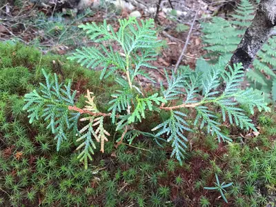 2016-09-04 08 27 39 An Eastern Arbovitae seedling along the Van Hoevenberg Trail about 2.9 miles south of the trailhead in North Elba, Essex County, New York