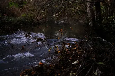 Bear Creek 161104-62 (31018522746)