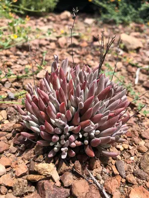 Dudleya attenuata 67521636