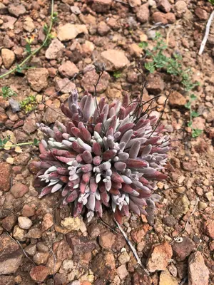 Dudleya attenuata 67521663