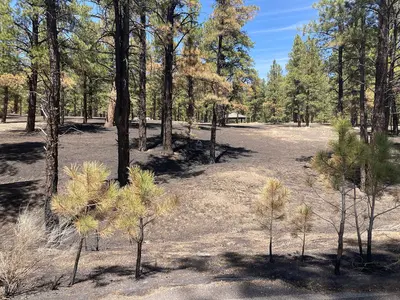 TunnelFireBAER 20220430 lowburnseverityatBonitoGroupCampground DickFleishman