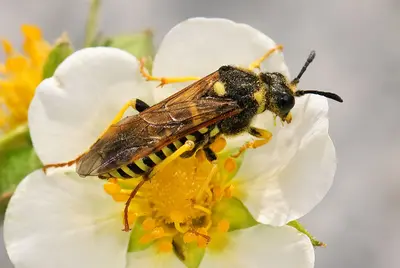 Common sawfly (F. Tenthredinidae) (2657533824)