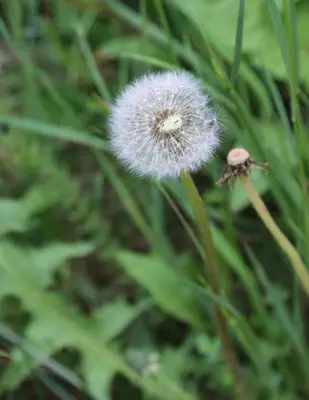 Common dandelion Taraxacum officinale puffball