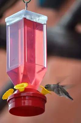 Thirsty Hummingbird (3656546944)