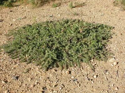 Verbena bracteata (5241564507)
