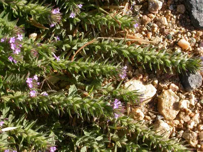 Verbena bracteata (5241563765)