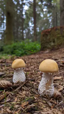 Stropharia ambigua 245096659