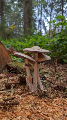 Stropharia ambigua 245096686