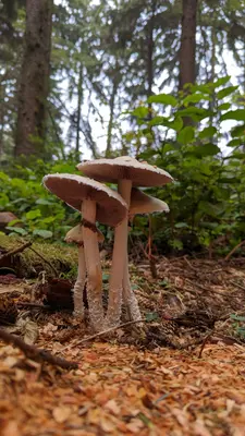 Stropharia ambigua 245096688