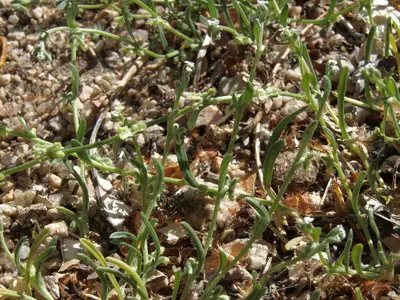 Slender combseed, Pectocarya penicillata (16793297556)