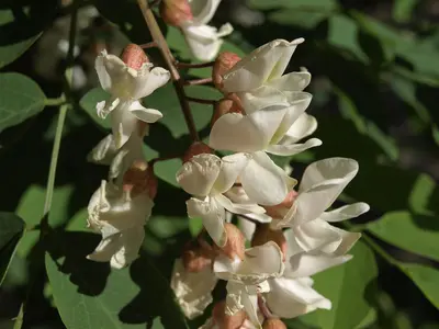 Black locust, Robinia pseudoacacia (31201491013)