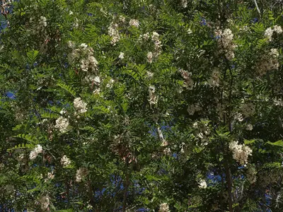Black locust, Robinia pseudoacacia (31862783052)