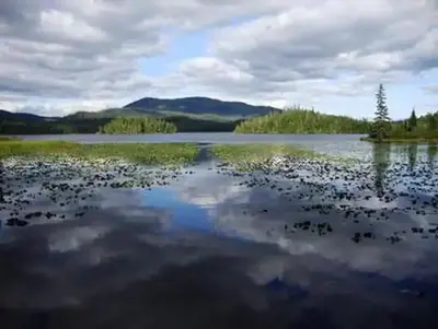Hasselborg creek cabin4