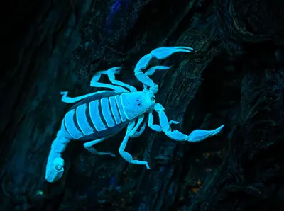 Paruroctonus bantai bantai 182522359