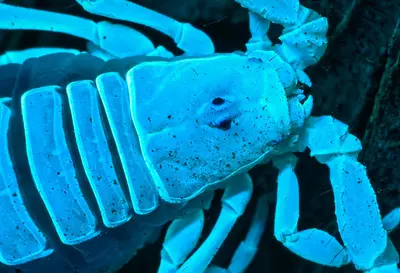 Paruroctonus bantai bantai 182522347