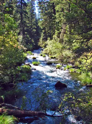 Sunrise, Clark Creek, Burney Falls,CA 9-06 (24378907543)