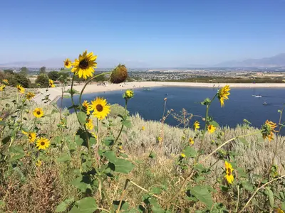 Sunflowers and outlook