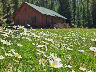 Wildflowers in Bloom