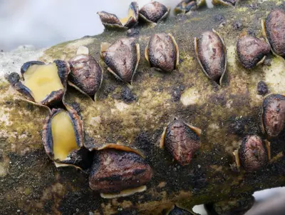 Coccomyces triangularis