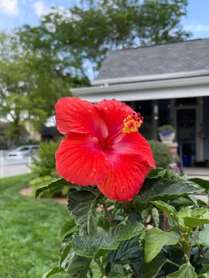 Hibiscus flower - Indianapolis - June 2022 - Sarah Stierch