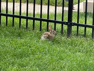 Sylvilagus floridanus - June 2022 - Sarah Stierch