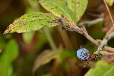 Velvetleaf Blueberry (Vaccinium myrtilloides) - Algonquin Provincial Park 2019-09-24 (01)