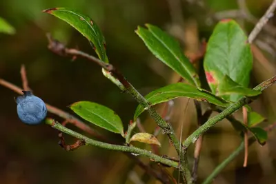 Velvetleaf Blueberry (Vaccinium myrtilloides) - Algonquin Provincial Park 2019-09-24 (02)
