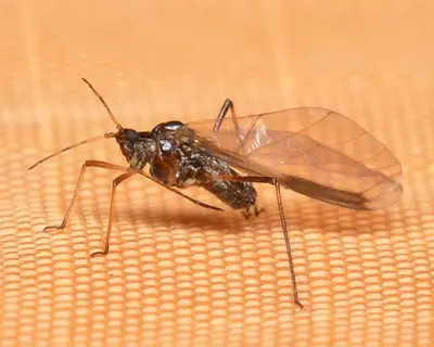 Giant Aphid (Lachninae) - Algonquin Provincial Park 2019-09-24