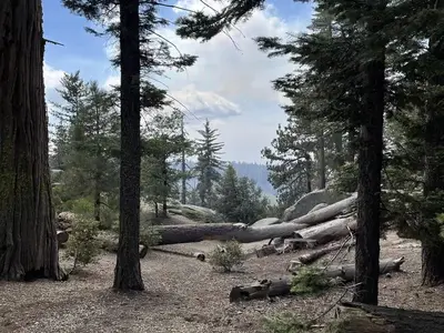 Landscape in Sunset Campground showing a wash with down trees and an open area near trees