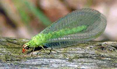 Green Lacewing Chrysopa oculata 1