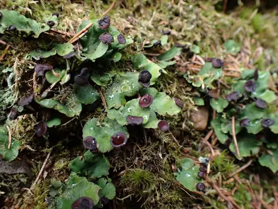 Peltigera venosa 163209910