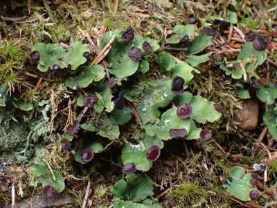 Peltigera venosa 163209943