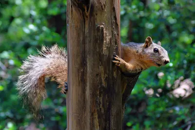 Squirrel South Shore Lake Bastrop Texas 2026