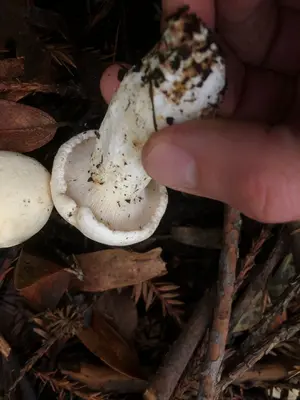 Leucopaxillus albissimus 60156930