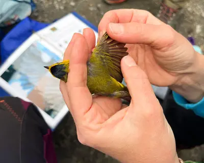 Checking feather wear on a Wilson's Warbler (53611593245)