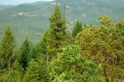Pickett Butte Lookout