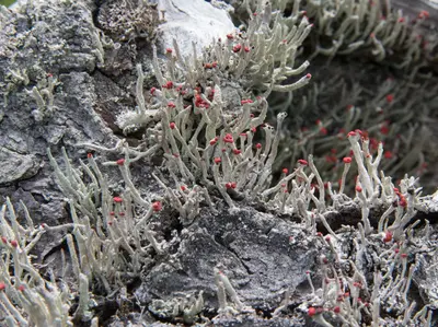 Cladonia macilenta 8697895