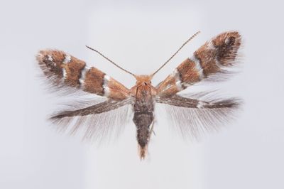 Cameraria obstrictella 002