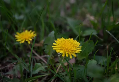Dandelions in grass close up photo (42392901081)