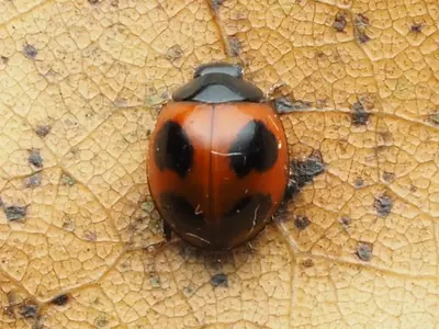 Exochomus childreni 173030230