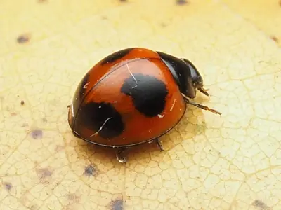 Exochomus childreni 173030207