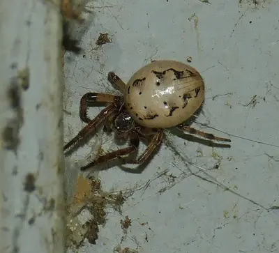 Larinioides cornutus 154525031